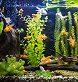 Aquarium Aquarium