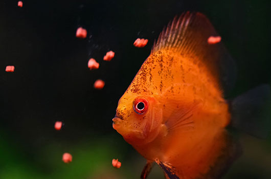 Les différents types de nourriture pour poissons d'aquarium