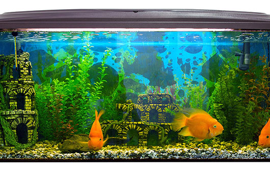 voordelig eenzaam Nieuw maanjaar Décoration / poisson-s.com