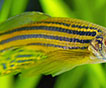 danio