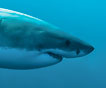 requin